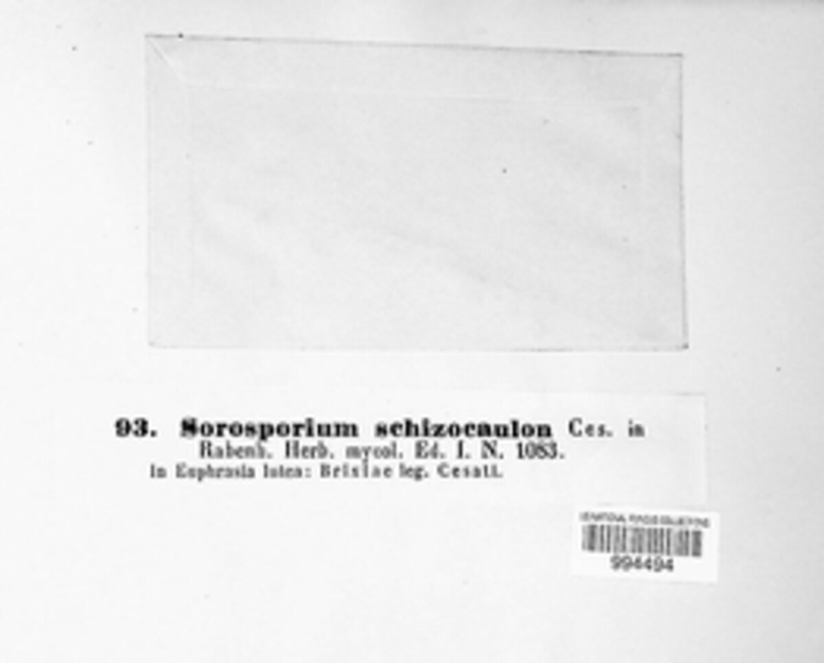 Sorosporium schizocaulon image